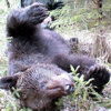 Охота на медведя (Фото № 16)